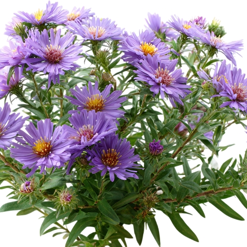 Aster