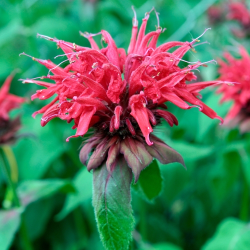 Bee Balm