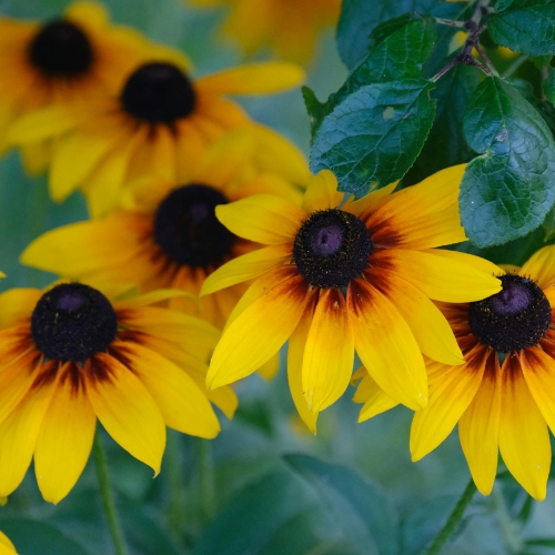 Black-Eyed Susan