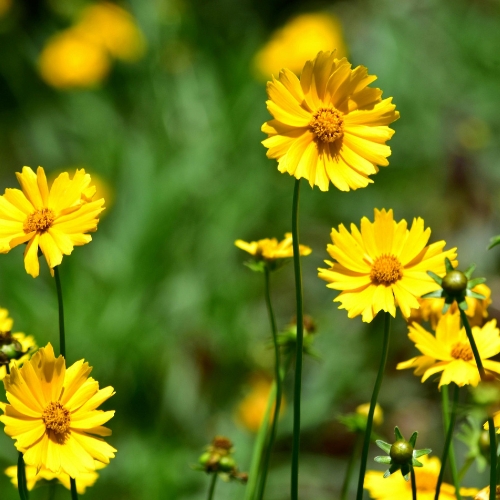 Coreopsis