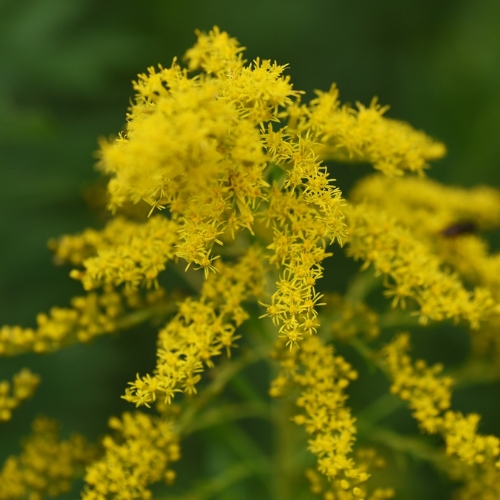 Goldenrod