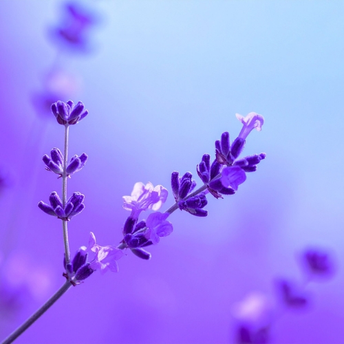 Lavender