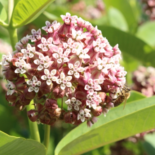 Milkweed