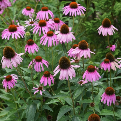 Purple Coneflower