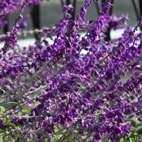 Salvia