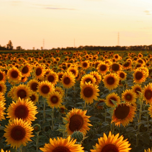Sunflowers