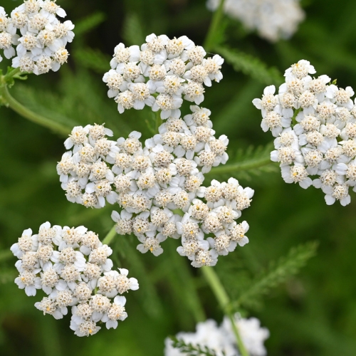 Yarrow 